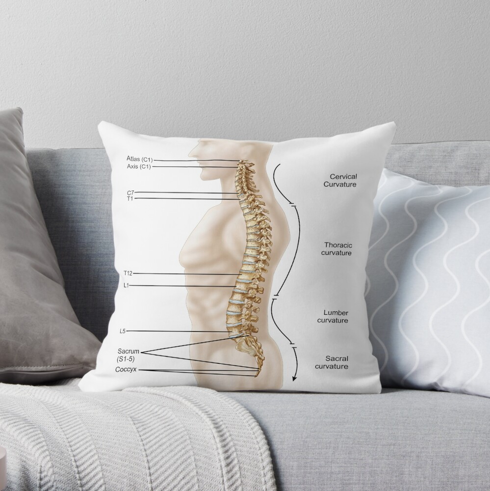 Curvature top lumbar pillow