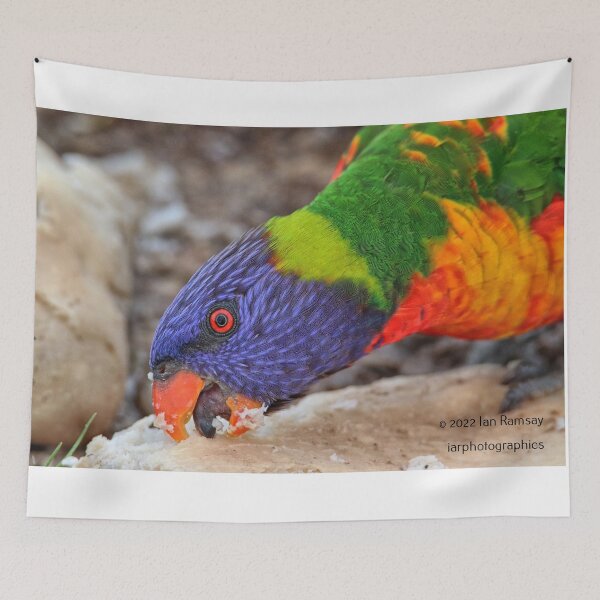 Item preview, Rainbow Lorikeet. designed and sold by Ian Ramsay.