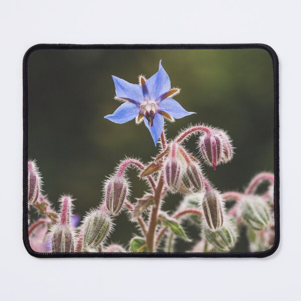 Item preview, Blue borage starflower blossom designed and sold by StohlerPhotos.