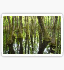 Cypress Swamp Sticker