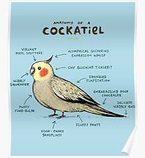 Anatomy Of A Cockatiel Poster