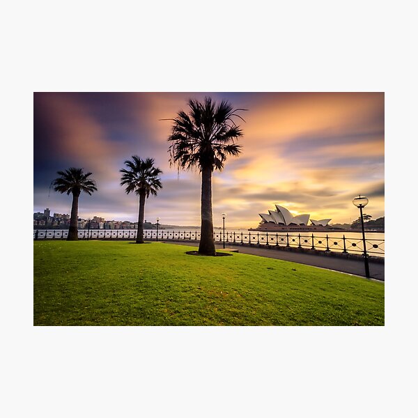 Opera House and Palm Trees Photographic Print