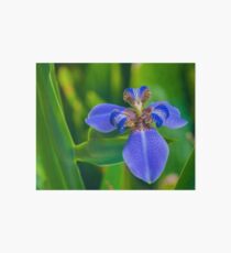 Dutch Iris Art Board