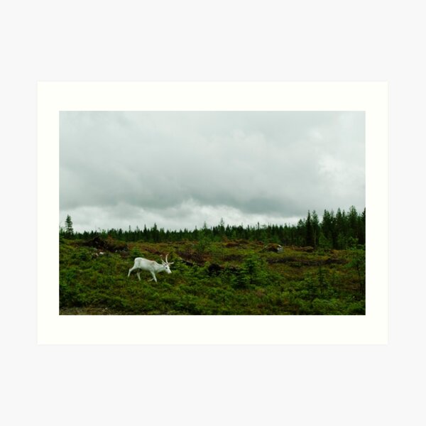 The White Reindeer Art Print