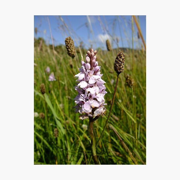 Common spotted orchid Photographic Print