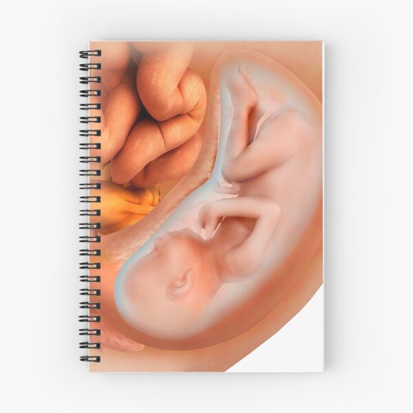 Item preview, STK700546H-Medical illustration of fetus development at 36 weeks. designed and sold by StocktrekImages.