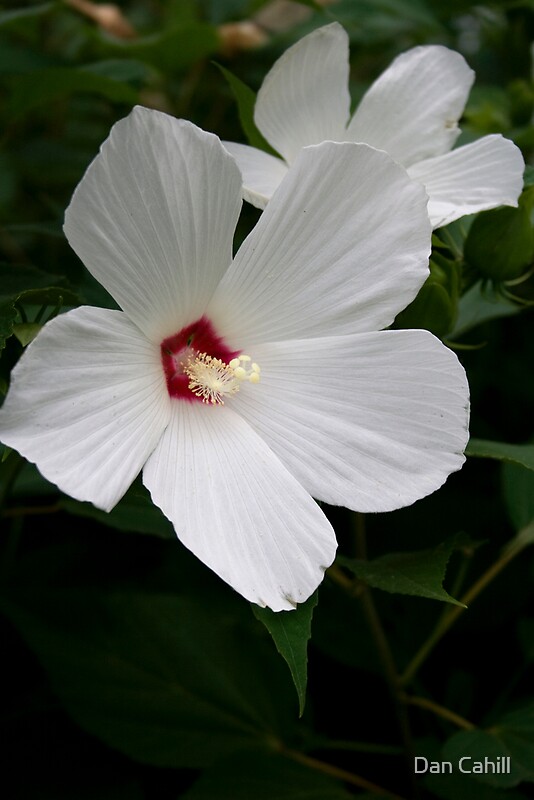 White Flower With Red Center By Dan Cahill Redbubble