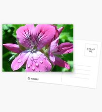 Dew Drops Postcards