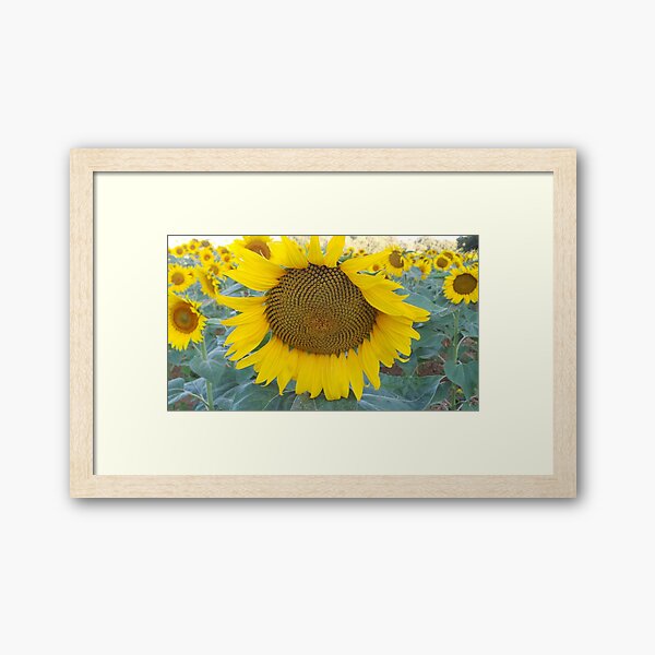 Item preview, Tournesol designed and sold by GasconyPassion.