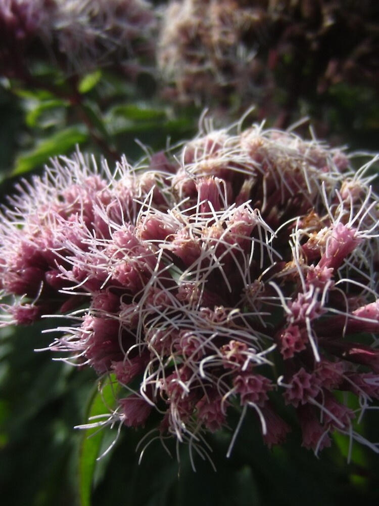 Hemp agrimony by IOMWildFlowers