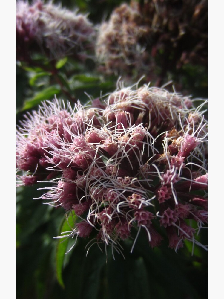 Hemp agrimony by IOMWildFlowers