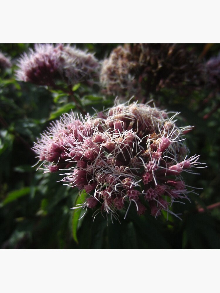 Hemp agrimony by IOMWildFlowers