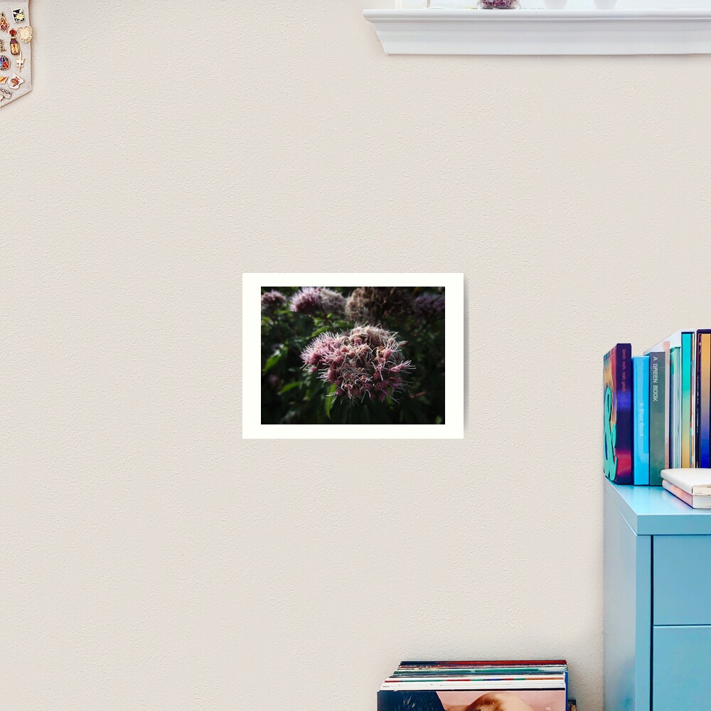 Hemp agrimony Art Print