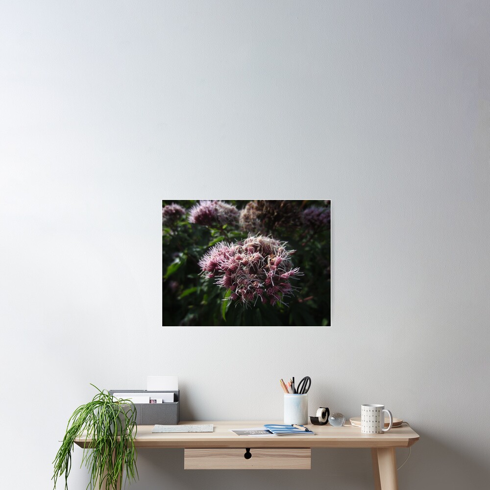 Hemp agrimony Poster
