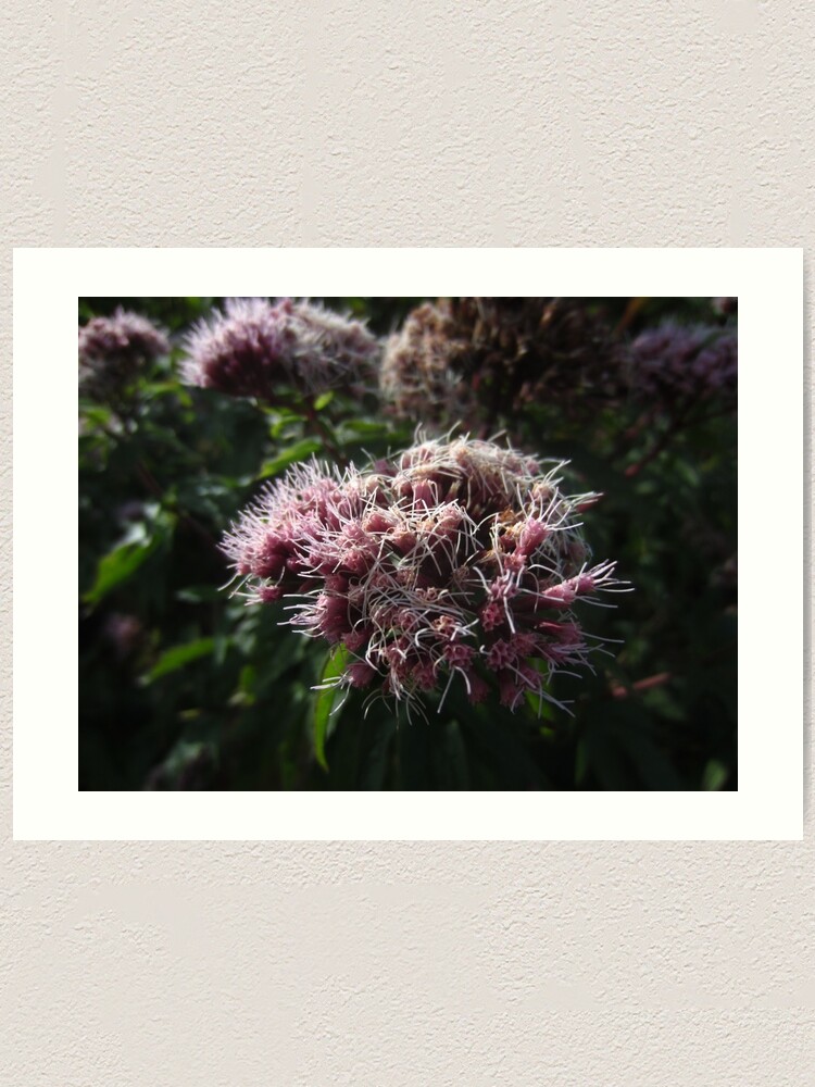Alternate view of Hemp agrimony Art Print