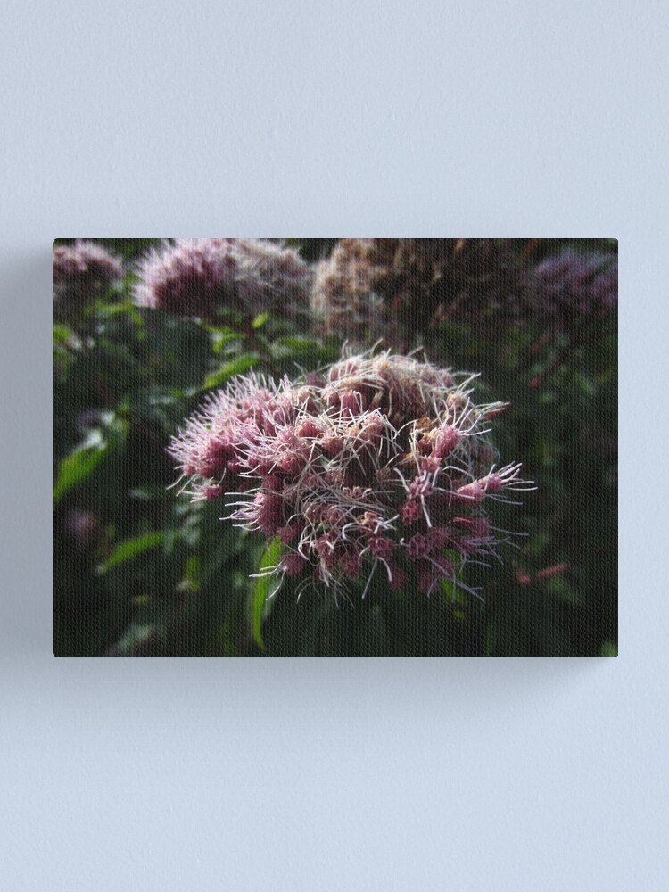 Alternate view of Hemp agrimony Canvas Print