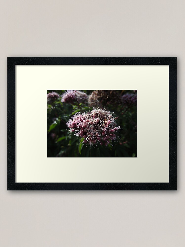 Alternate view of Hemp agrimony Framed Art Print