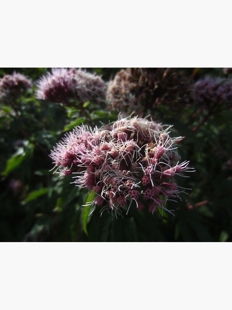 Hemp agrimony by IOMWildFlowers