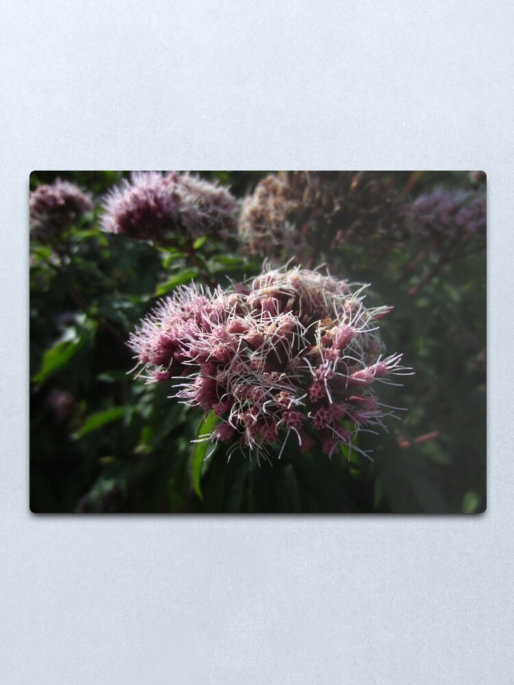Alternate view of Hemp agrimony Metal Print
