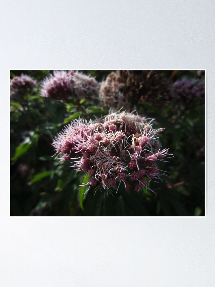 Alternate view of Hemp agrimony Poster