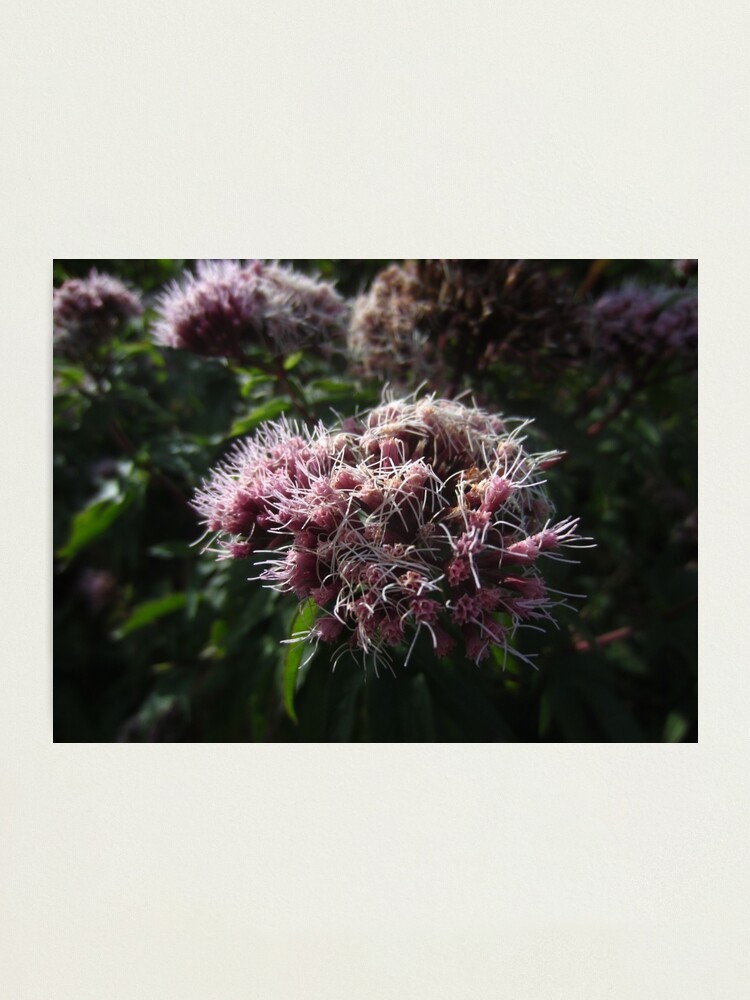 Alternate view of Hemp agrimony Photographic Print