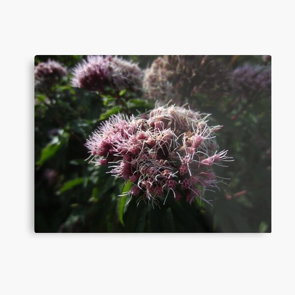 Metal Print
