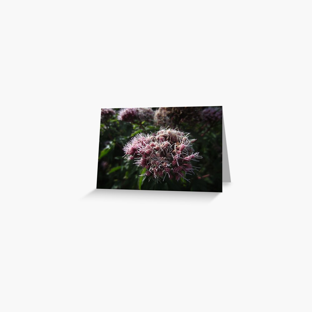 Hemp agrimony Greeting Card