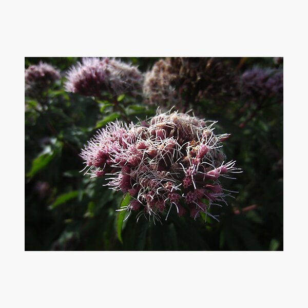 Photographic Print