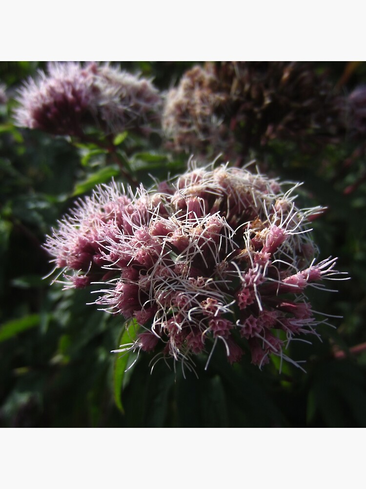 Hemp agrimony by IOMWildFlowers