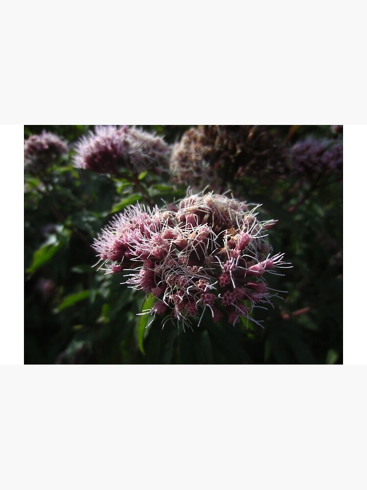 Hemp agrimony by IOMWildFlowers
