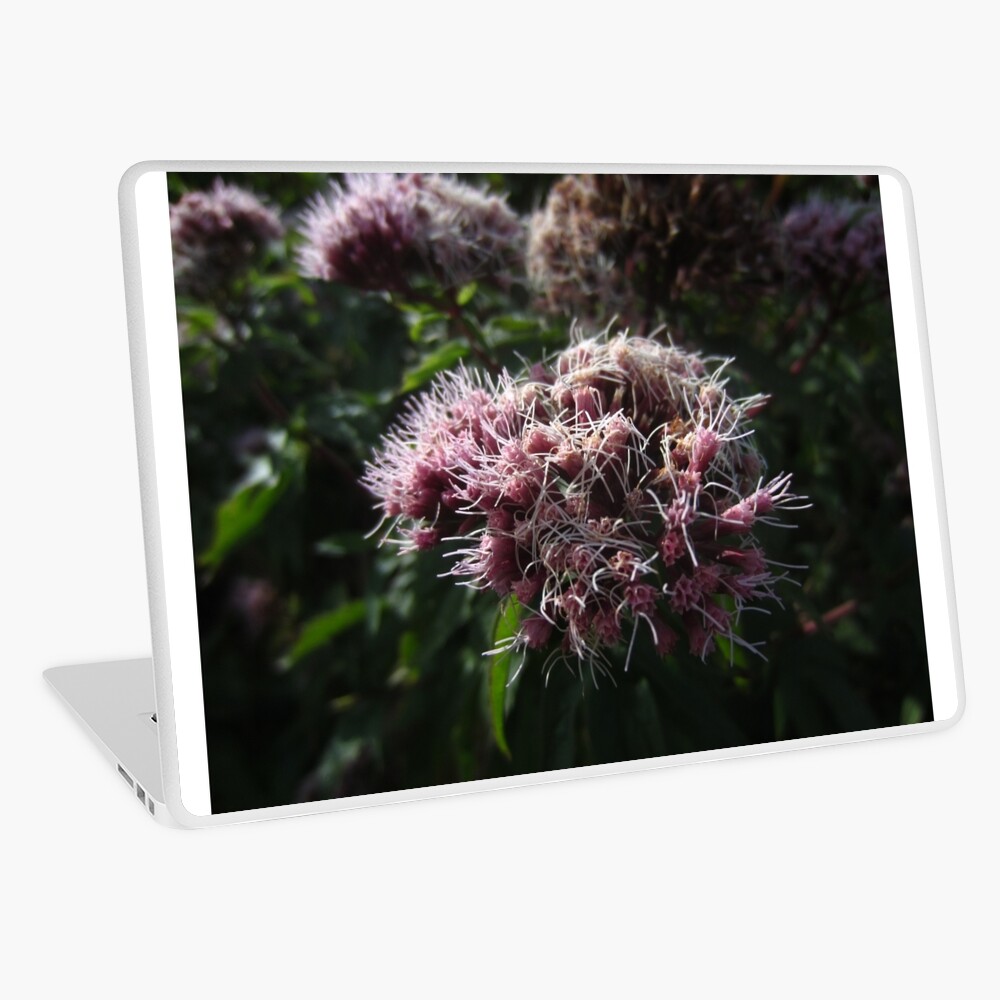 Hemp agrimony Laptop Skin
