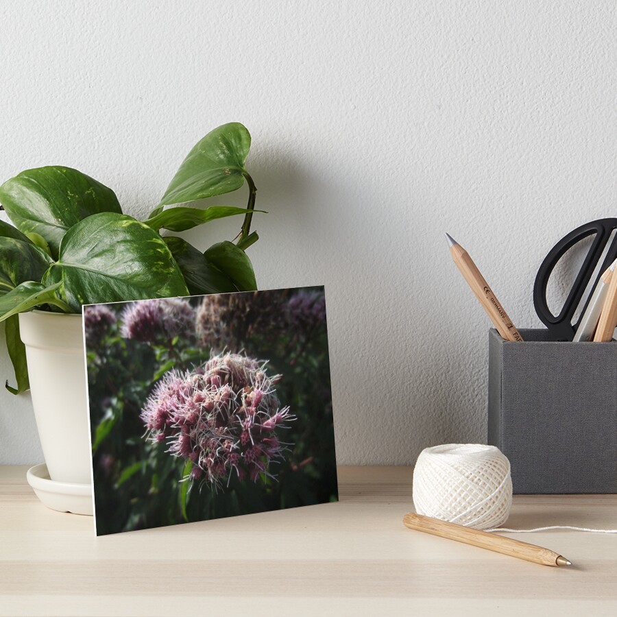 Hemp agrimony Art Board Print