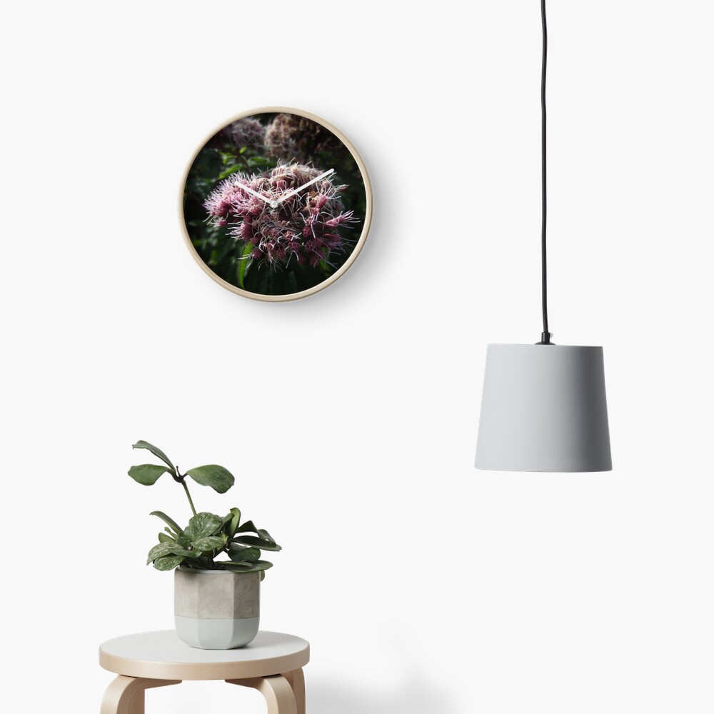 Hemp agrimony Clock