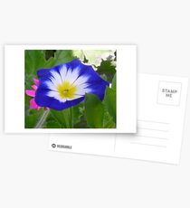 Little Sunshine Postcards
