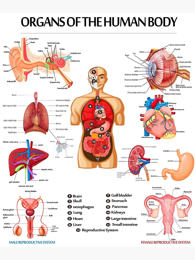 Human Organs Anatomy And Physiology Part Bogy Science School. Premium ...