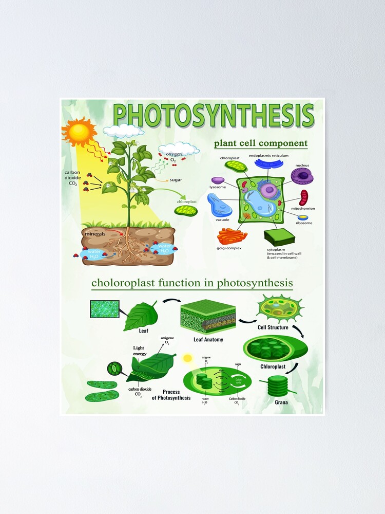 "Cellular Composant Chloroplast Plant Leaf Anatomy Photosynthesis ...