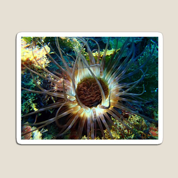 Item preview, Anemone designed and sold by LestatVal.