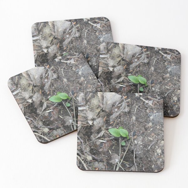 Item preview, The Underbrush in Alberta's Forests designed and sold by DylannaFisher.