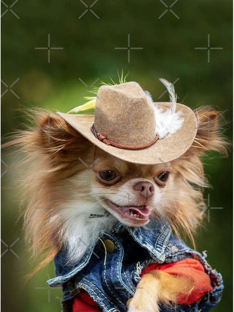 Chihuahua store cowboy hat