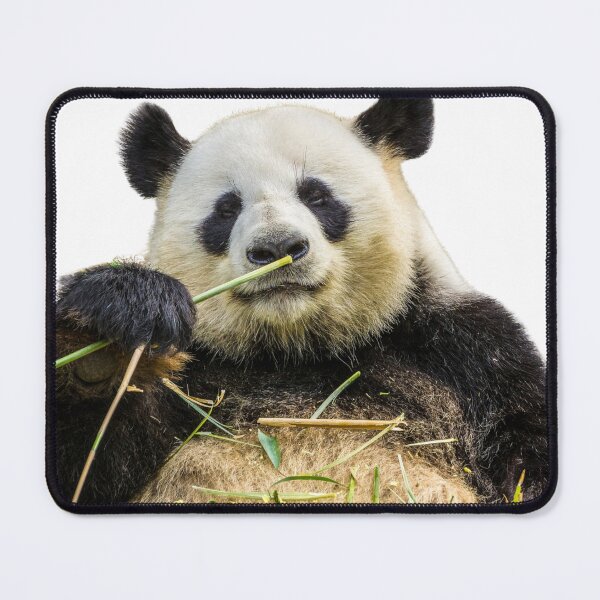 Item preview, Happy Panda having a Snack! designed and sold by Surfing Designs.Life.