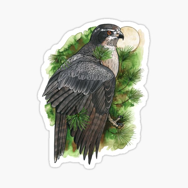 Northern Goshawk in Pines Sticker