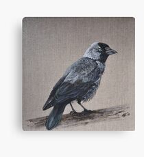 jackdaw Canvas Print