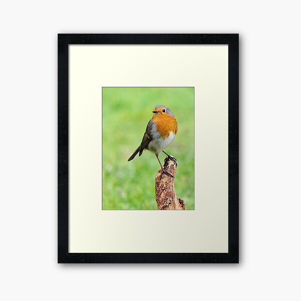 Aperçu de l'œuvre r694/  Rouge Gorge  " le Magnifique - the Magnificent " Les Oiseaux du jardin " simply life " to Okaio Créations - Olavia-Olao  créée et vendue par o.okaïo.