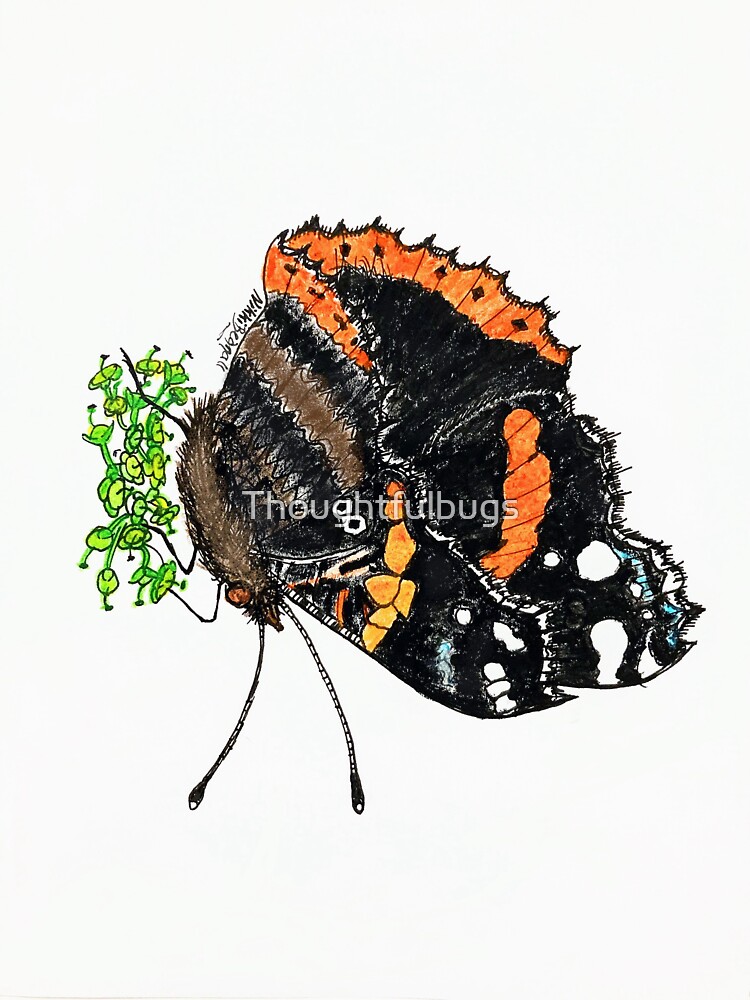 Red Admiral by Thoughtfulbugs