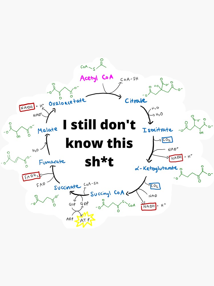 Chemische Gleichung des Krebszyklus