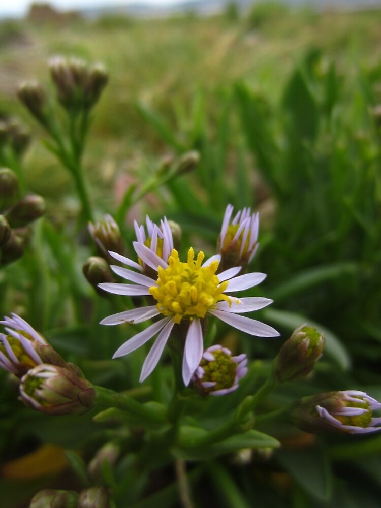Thumbnail 4 of 4, iPhone Case, Sea aster designed and sold by IOMWildFlowers.