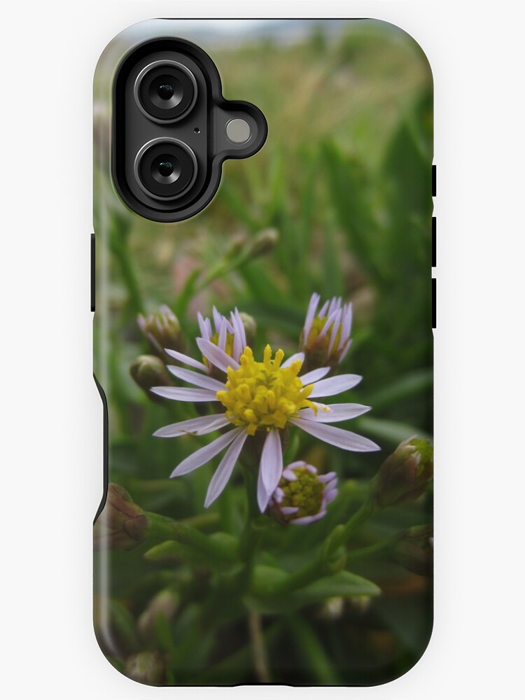 Thumbnail 1 of 4, iPhone Case, Sea aster designed and sold by IOMWildFlowers.