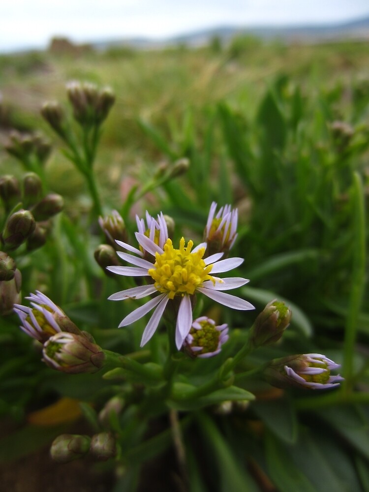 Thumbnail 2 of 2, Greeting Card, Sea aster designed and sold by IOMWildFlowers.
