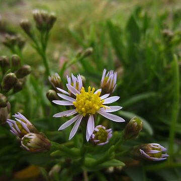 Artwork thumbnail, Sea aster by IOMWildFlowers