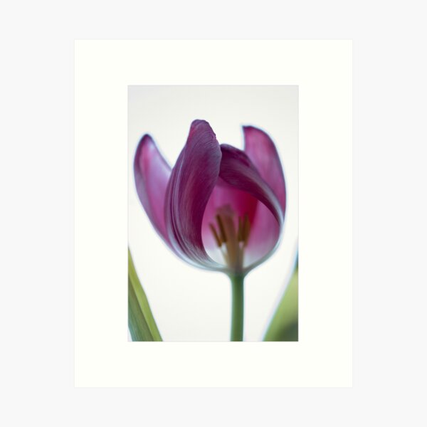 Floral Therapy Art Print